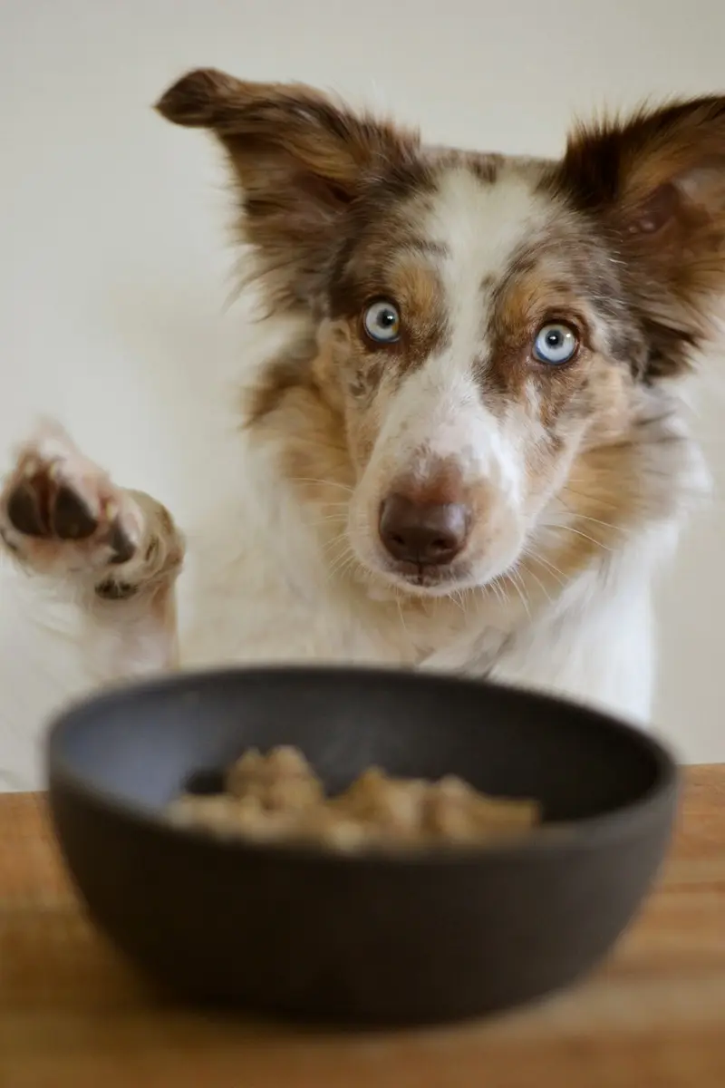 Hund schaut erwartungsvoll auf eine Schüssel mit frischem Fleisch und Gemüse für die BARF-Fütterung