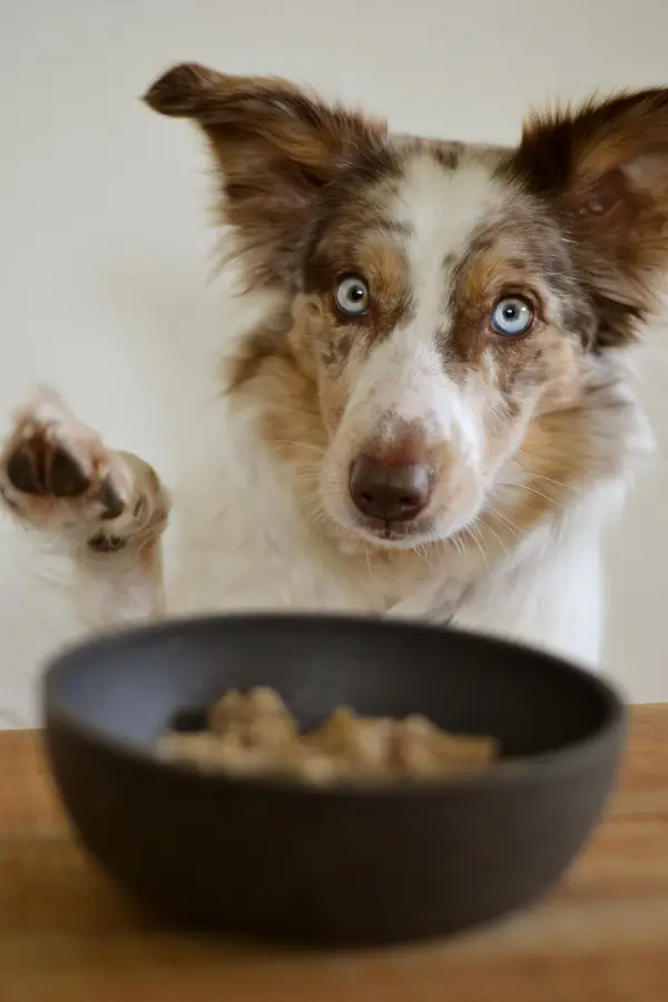 Hund schaut erwartungsvoll auf eine Schüssel mit frischem Fleisch und Gemüse für die BARF-Fütterung